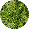 Cleavers Herb
