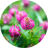 Red Clover Blossom